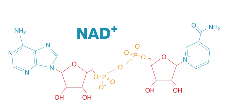 NCC.health - NAD Supplements + Pen (3 mL, 100 mg/mL) - Compounded NAD pharmaceutical solution