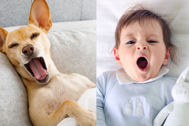 The Science of Yawning - NCC.health