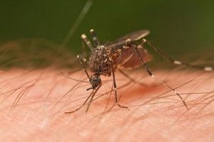 Are you irresistible to mosquitos? Here’s why - NCC.health